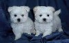  Healthy Maltese Puppies Male and Female for adoption
