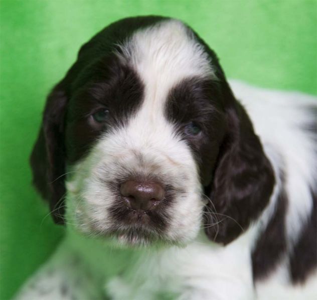 English Springer Spaniel puppies with pedigree