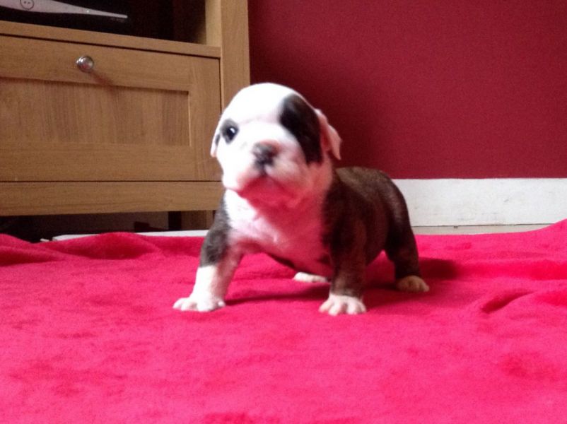 Bulldog Pups Out  adoption