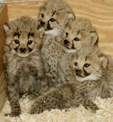 Well Tamed Cheetah cubs,Tiger Cubs and Fennec Fox For Sale