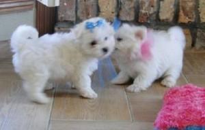 we got two lovely maltese puppies ready for adoption