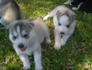 Two Siberian Husky Puppies