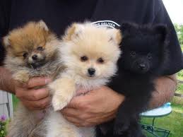 Look no further, get a Pomeranian puppy here now