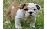 English bulldog puppies with papers