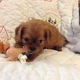 Cavalier King Charles Spaniel Puppies for Sale