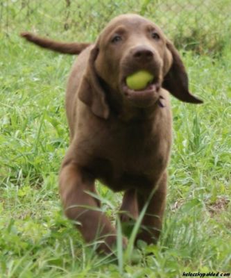 Chesapeake Bay Retriever with pedigree - health, quality