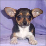 Chihuahua  puppies for adoption 