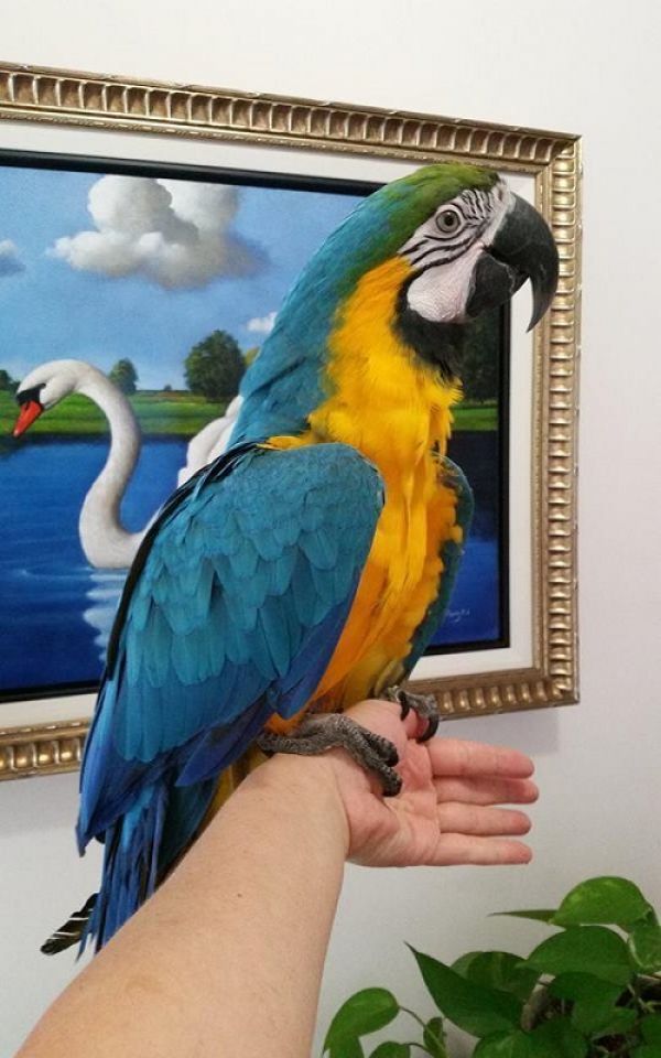 Talking Blue And Gold Macaw parrots for sale