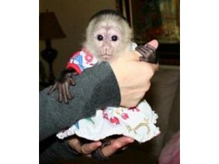 HOME TRAINED PET CAPUCHIN MONKEY SEARCHING FOR A GOOD HOME