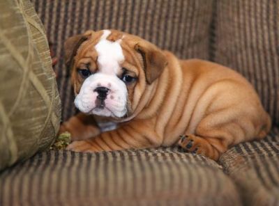 Healthy English Bulldog Puppies For Free Adoption