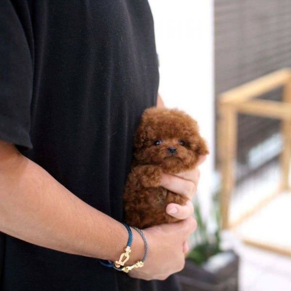 Sweet Toy Poodle puppies for adoption