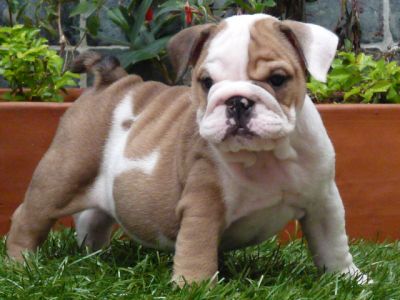 Loving Male English Bulldog For Sale