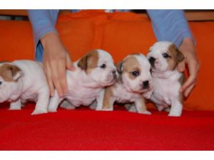 Nice Looking Male and Female English Bulldog Puppies Available