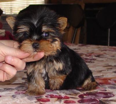 Tea Cup Yorkie Puppies For Free Adoption