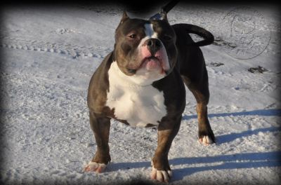 American Bully Pitbull Puppies