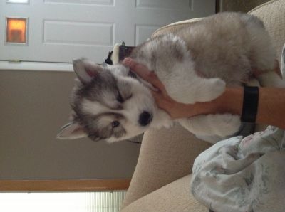 Adorable Siberian Husky with bule eyes Puppies for adoption for x mas