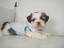SHIH TZU PUPPIES for sale..