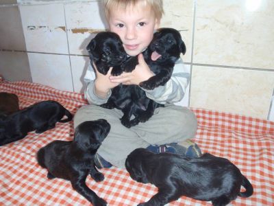 Briard - fawn and black puppies