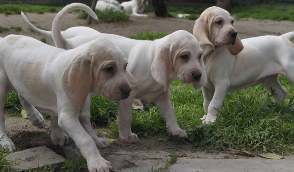 PORCELAINE - noble, rare breed with amazing nature