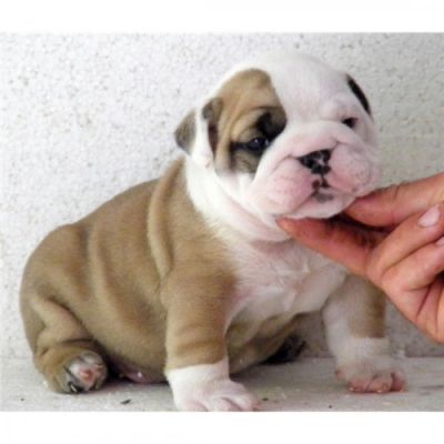Three Cute English Bulldog Puppies for Free Adoption