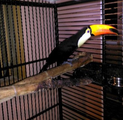  Excellent Rare Toco Toucans Birds
