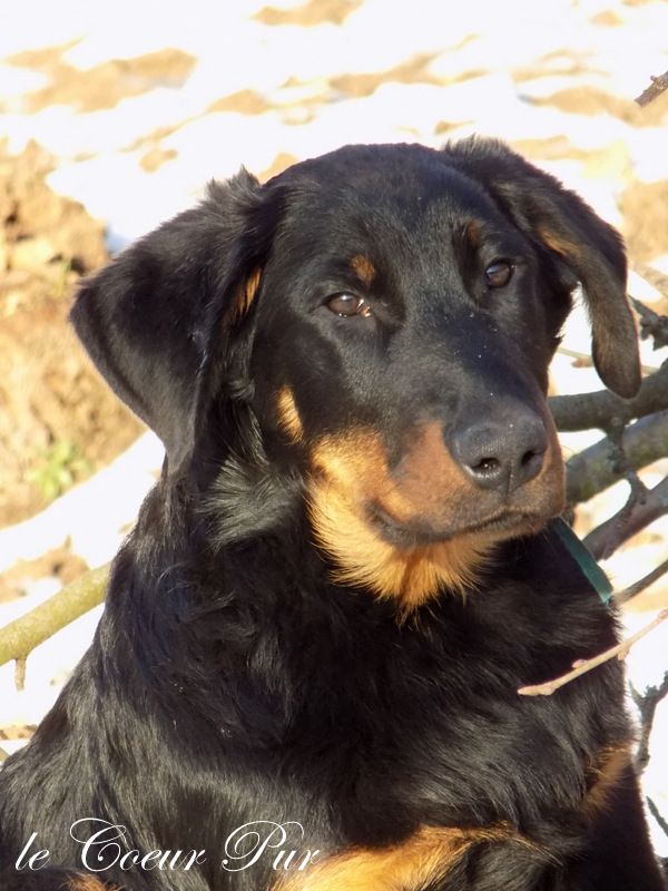 Beauceron puppy for sale