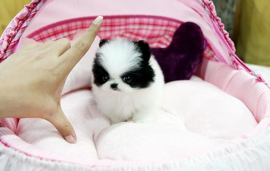 Healthy Pomeranian teacup male and female