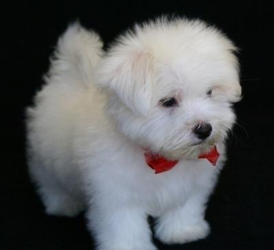 Lovely Maltese puppies for good home ONLY