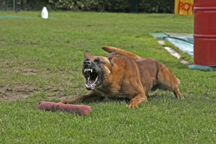 Belgian Shepherd Malinois