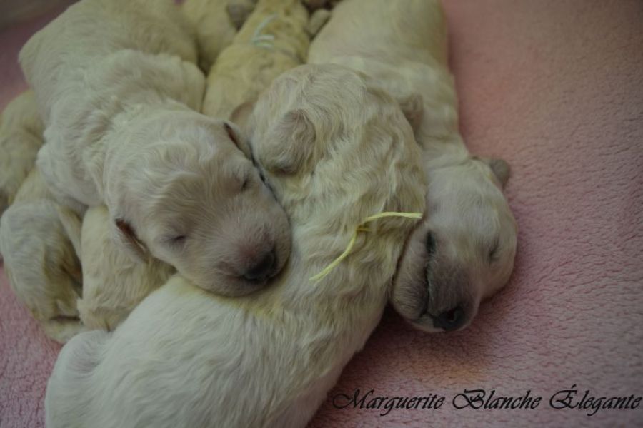 Royal Standard Poodle white with pedigree