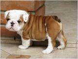 Cute English Bulldogs Puppies for Sale