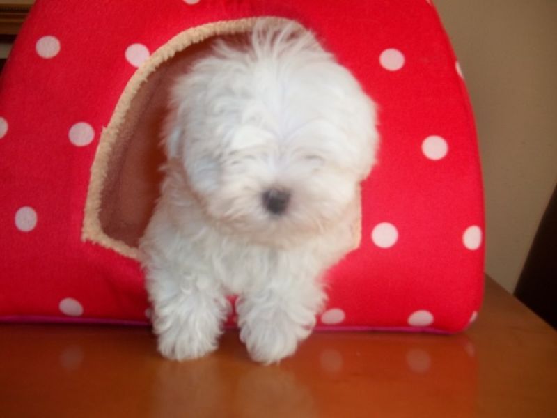 Healthy Cute Teacup Maltese puppies