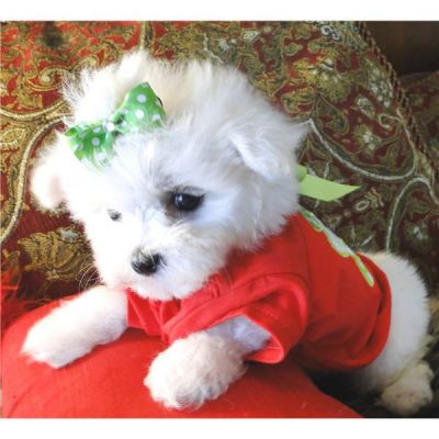 Gorgeous Maltese Puppy Available For Adoption