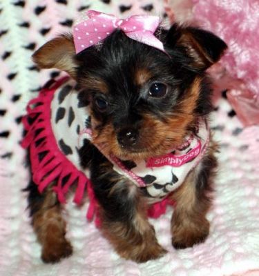 X-MAS YORKSHIRE TERRIER PUPPIES FOR FREE ADOPTION
