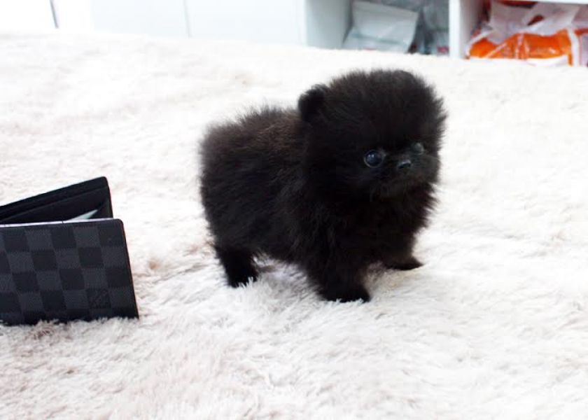 POMERANIAN Tea Cup pups Text (240) 542-7487 for more info's