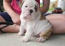 lovely English bull puppy for adoption 