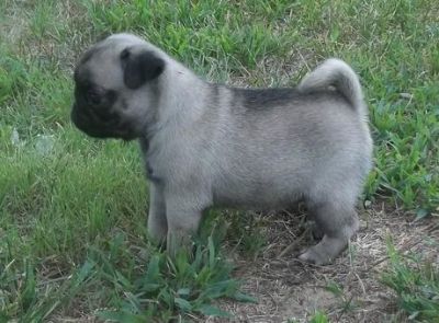 AKC Regpug  puppieood home for g
