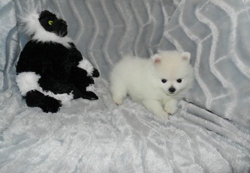 Amazing White Pomeranian Puppies 