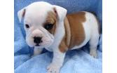 English bulldog puppies with papers