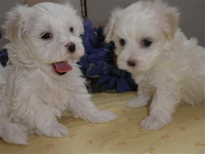  Adorable AKC registered maltese puppy