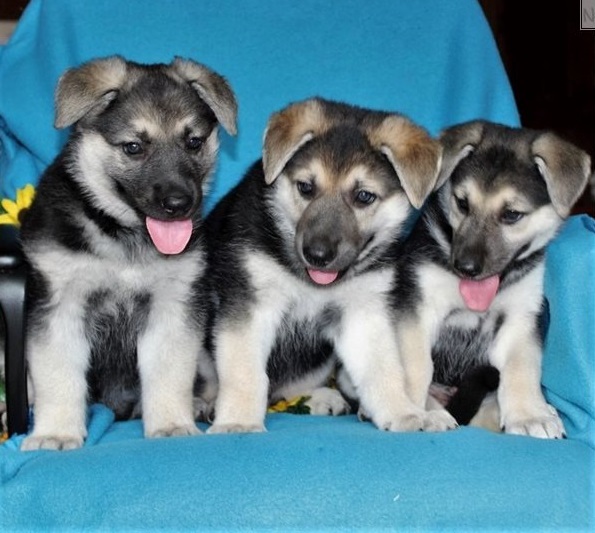 German Shepherd Puppies Male and Female
