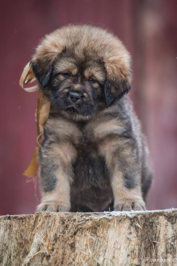 Tibetan Mastiff with FCI pedigree