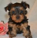 Yorkshire Terrier Pups,