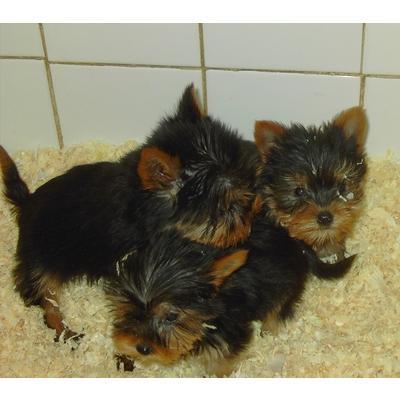 adorable  tea cup yorkie puppies for free adoption...