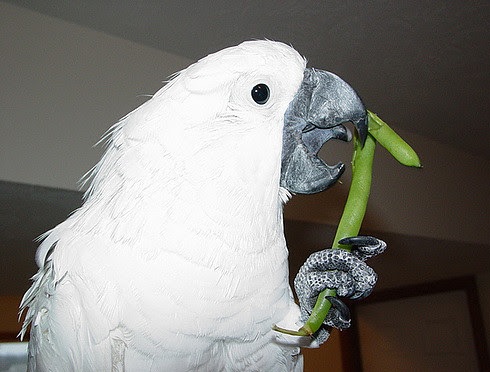 Talkative Tame DNA Register Umbrella Cockatoo Parrots