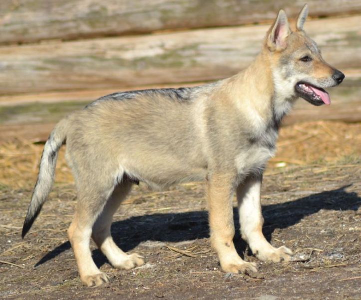 Czechoslovakian Wolfdog puppies reg. FCI 