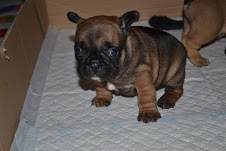 Cute and Loving French Bull Dog Puppies for Adoption 