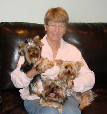 Bichon and Yorkie Lovers where dreams really do come true. 