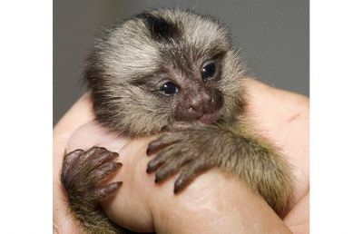 PET-FRIENDLY BABY MARMOSET MONKEY FOR SHELTER