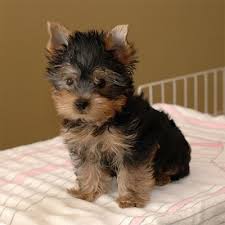 Teacup Yorkie puppies for sale reasonable price sale contact 551) 333-3400